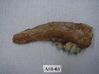 藏品(鹿下顎)的圖片